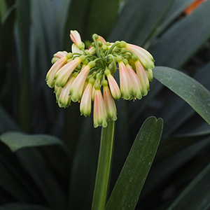 Colorado Clivia plant number 1830A.  Clivia nobilis.