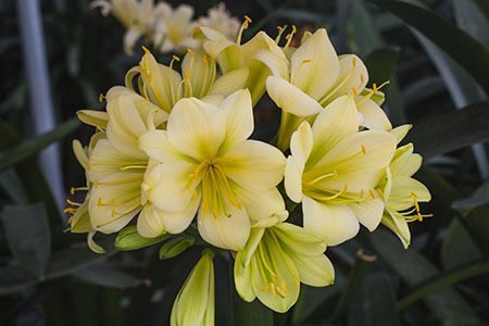 Colorado Clivia plant number 1976B.  Clivia miniata, (TK Yellow x Hirao) x Hirao Green Flower.