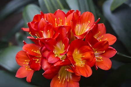 Colorado Clivia plant number 2075A.  Clivia miniata, Nakamura Red with Green Throat x Tony Barnes Best Red.