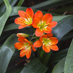 Colorado Clivia plant number 2345C.  Clivia miniata, Compact Red with Green Throat.