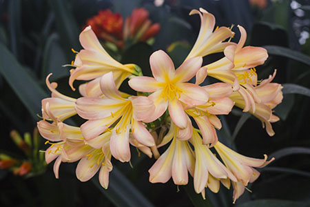 Colorado Clivia plant number 2349B.  Clivia miniata, (Ansie Pink x Wittig Pink) x sibling.