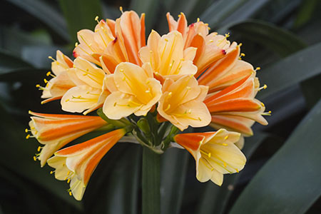 Colorado Clivia plant number 2461B.  Clivia interspecific, Not Holmes Red x Dark Red Cyrt.