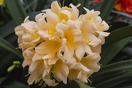 Colorado Clivia plant number 2572A.  Clivia miniata, Blushing Bell x Blushing Bride.