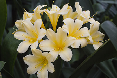 Colorado Clivia plant number 2598A.  Clivia miniata, Daruma Yellow x Kiss of the Angel.
