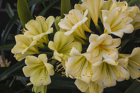 Colorado Clivia plant number 1976A.  Clivia miniata, (TK Yellow x Hirao) x Hirao Green Flower.