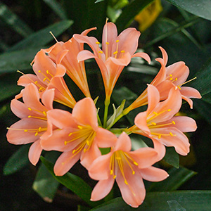 Colorado Clivia plant number 1860A.  Clivia miniata, Alick