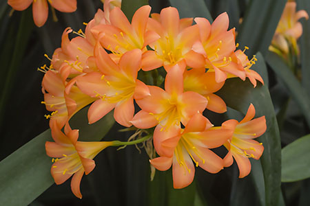 Colorado Clivia plant number 1882A.  Clivia miniata, (Pastel x Tipperary Peach) x self.