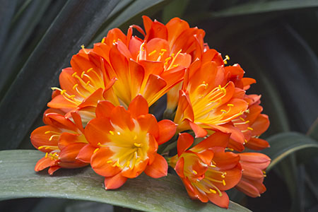 Colorado Clivia plant number 1886B.  Clivia miniata, Orange Nakamura Multi Petal x Nakayama Multi Petal.