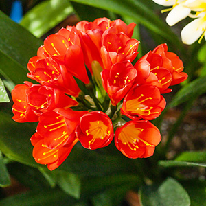 Colorado Clivia plant number 1934A.  Clivia miniata, Red Glory x Red Lady.