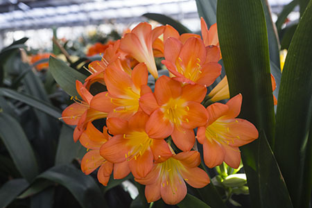 Colorado Clivia plant number 1944C.  Clivia miniata, Orange Flame x Quin Pastel.