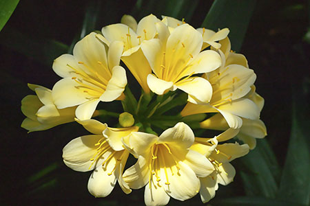 Colorado Clivia plant number 194A.  Clivia miniata, Wide Leaf Yellow.