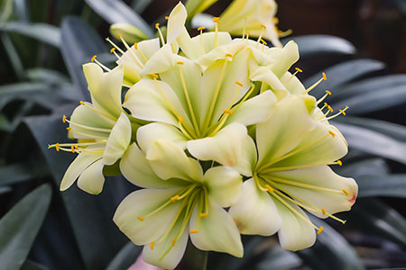Colorado Clivia plant number 1975D.  Clivia miniata, (TK Yellow x Hirao) x Hirao Green Flower.