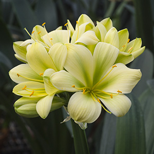 Colorado Clivia plant number 1975E.  Clivia miniata, (TK Yellow x Hirao) x Hirao Green Flower.