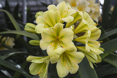 Colorado Clivia plant number 1976D.  Clivia miniata, (TK Yellow x Hirao) x Hirao Green Flower.