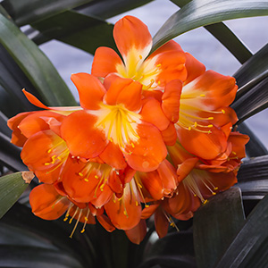 Colorado Clivia plant number 1983B.  Clivia miniata, Donner x Large Umbel Vico Orange.