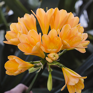Colorado Clivia plant number 2101A.  Clivia miniata, Victorian Peach x Easy Bloom Yellow.