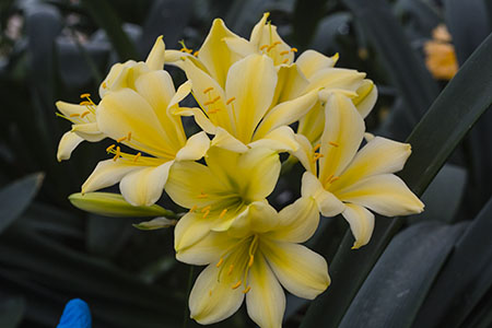 Colorado Clivia plant number 2178B.  Clivia miniata,Natal Yellow x TK Origianal.