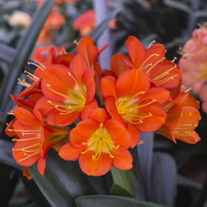 Colorado Clivia plant number 2266B.  Clivia miniata, Nakaumure Best Red x Red Queen.