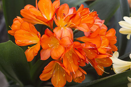 Colorado Clivia plant number 2336D.  Clivia miniata, Orange Daruma x (Bronze Green Throat x Pretoria Green).