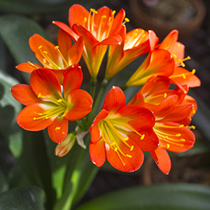 Colorado Clivia plant number 2345H.  Clivia miniata, Compact Red with Green Throat.