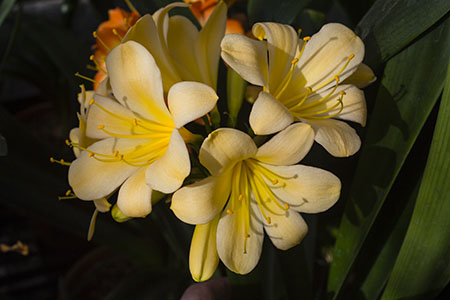 Colorado Clivia plant number 2673A.  Clivia miniata, Best Vico Yellow x Lotter