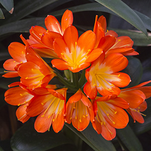 Colorado Clivia plant number 272A.  Clivia miniata, Orange Monk.