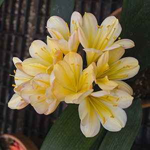 Colorado Clivia plant number 2744A.  Clivia miniata, Golden Phoenix x Anshan Daruma Cream.