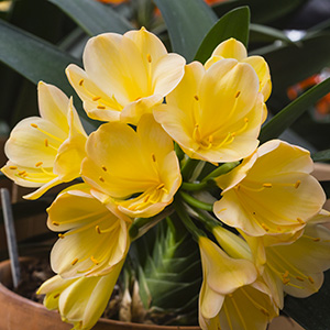 Colorado Clivia plant number 2760A.  Clivia miniata, (Golden Phoenix x C. Cream) x Anshan Daruma Cream.