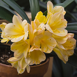 Colorado Clivia plant number 2760B.  Clivia miniata, (Golden Phoenix x C. Cream) x Anshan Daruma Cream.