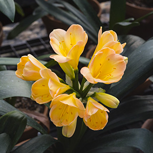 Colorado Clivia plant number 2762A.  Clivia miniata,  (Golden Phoeniz x C. Cream) x Ansham Daruma Cream.