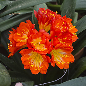 Colorado Clivia plant number 2787B.  Clivia miniata, (Nakamura x Chiba Multi Petal) x Large Flower Multi Petal.