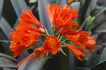 Colorado Clivia plant number 2821A.  Clivia interspecific, Dark Red x Red Cyrt.