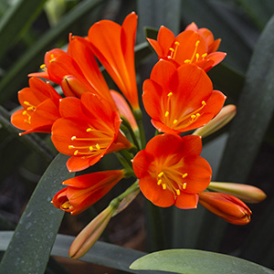 Colorado Clivia plant number 2822A.  Clivia interspecific, Dark Red x Red Cyrt.