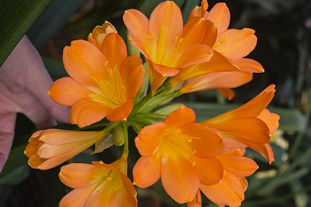 Colorado Clivia plant number 2897C.  Clivia miniata, Wide Leaf Yellow - Orange.