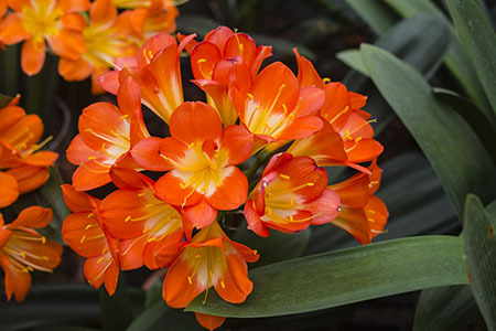 Colorado Clivia plant number 2905C.  Clivia miniata, (Multi Petal x Multi Petal) x (Hirao x Kiyou).