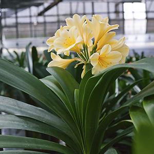 Colorado Clivia plant number 363A.  Clivia miniata, San Marcos Yellow.