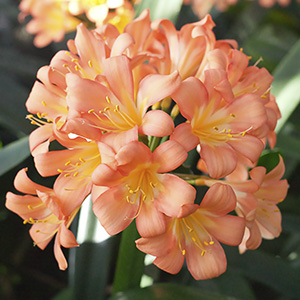 Colorado Clivia plant number 564A.  Clivia miniata, Ansie Pink No. 1 x Wittig Pink.