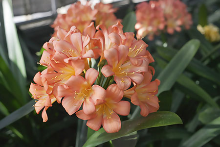 Colorado Clivia plant number 564E.  Clivia miniata, Ansie Pink No. 1 x Wittig Pink.