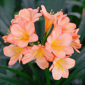 Pink Clivia miniata Plant No. 609